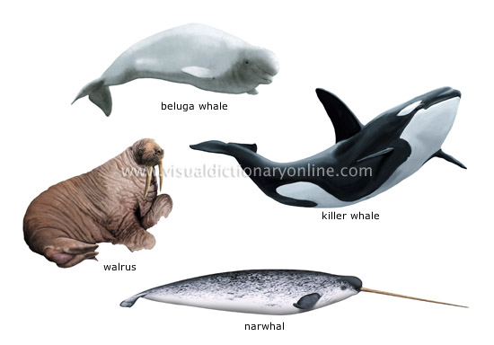 examples of marine mammals [2]