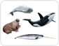 examples of marine mammals [2]