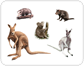 examples of marsupials
