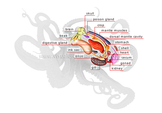 anatomy of an octopus