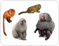 examples of primates [1]