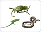 examples of reptiles [1]