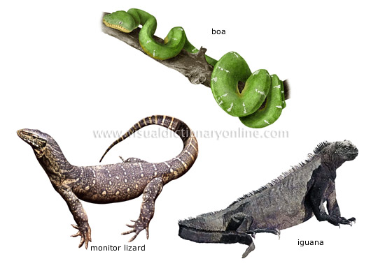 examples of reptiles [3]