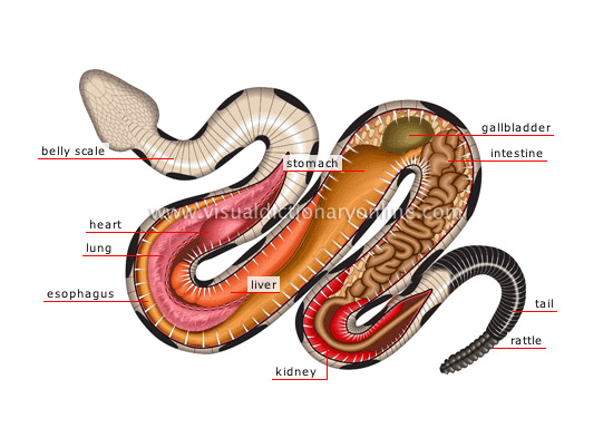 anatomy of a venomous snake