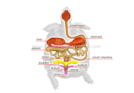 anatomy of a turtle