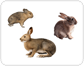 examples of lagomorphs