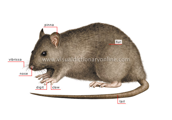 morphology of a rat