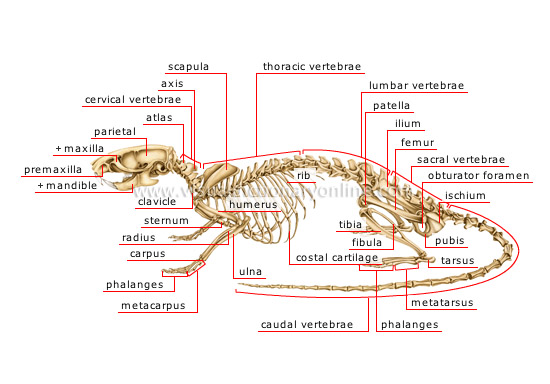 skeleton of a rat