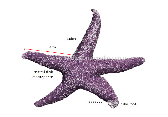 starfish summary