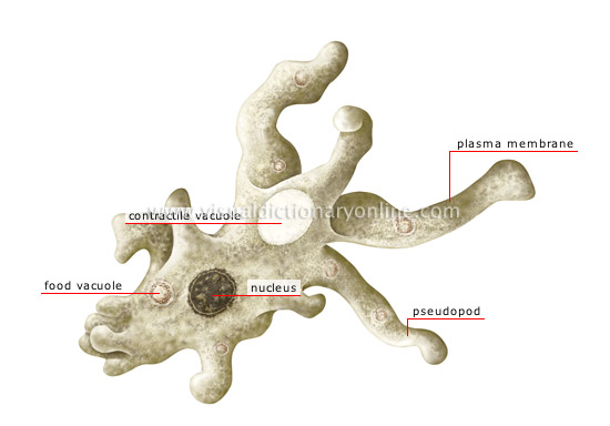 amoeba