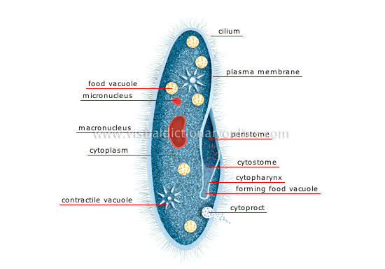 paramecium