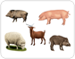 examples of ungulate mammals��[1]