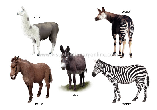 examples of ungulate mammals [3]