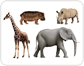 examples of ungulate mammals [6]