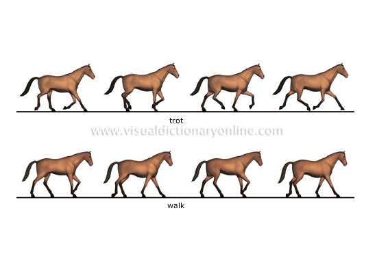 ANIMAL KINGDOM :: UNGULATE MAMMALS :: HORSE :: HORSESHOE image - Visual  Dictionary Online