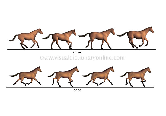 ANIMAL KINGDOM :: UNGULATE MAMMALS :: HORSE :: HORSESHOE image - Visual  Dictionary Online