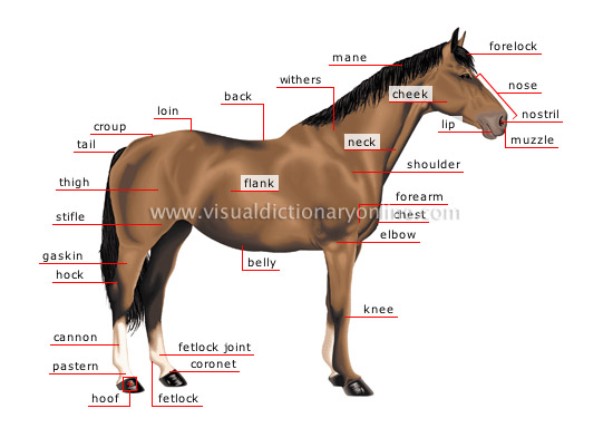 morphology of a horse