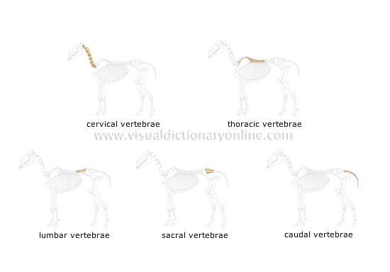 skeleton of a horse [2]