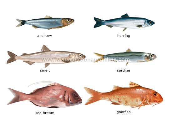 ã€Œedible fish dictionary with picturesã€ã®ç”»åƒæ¤œç´¢çµæžœ