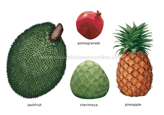 tropical fruits [2]