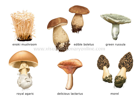 mushrooms [1]