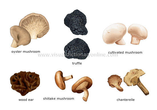 mushrooms [2]