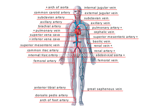 principal veins and arteries
