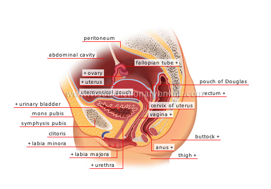 sagittal section