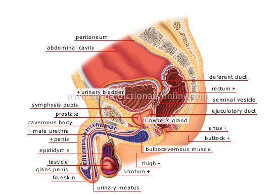 sagittal section