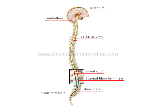 central nervous system [2]