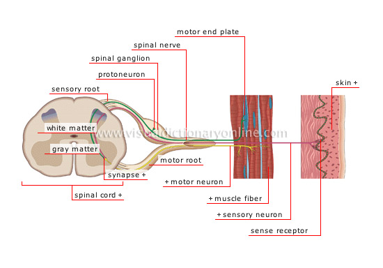 sensory impulse