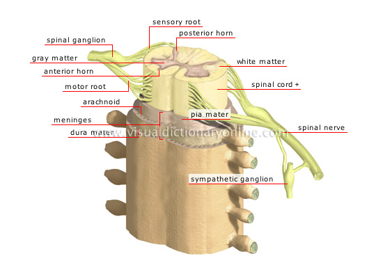 structure of the spinal cord