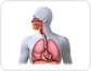 respiratory system