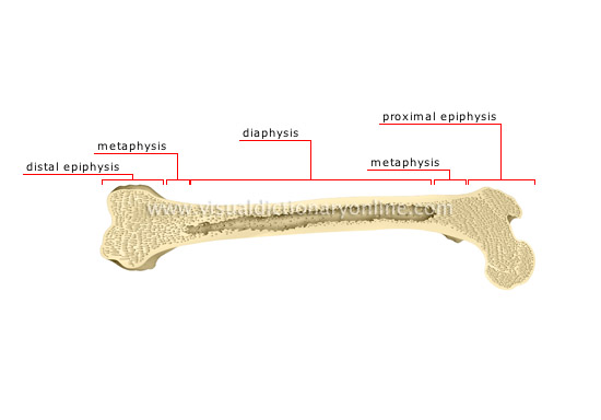 parts of a long bone