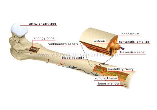 structure of a long bone