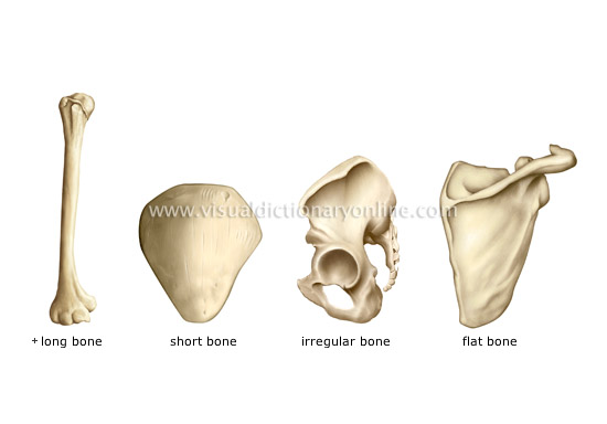 types of bones