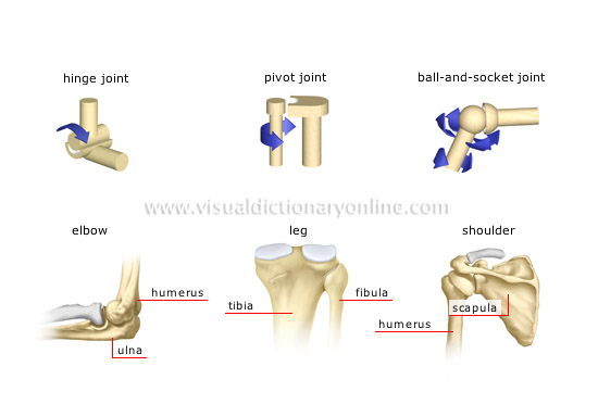 types of synovial joints [1]