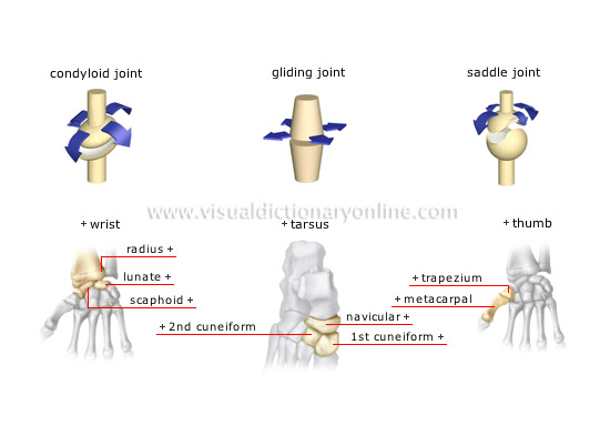 types of synovial joints [2]