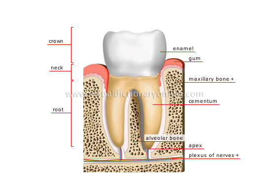 cross section of a molar [1]