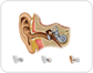 structure of the ear