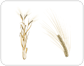 barley: spike