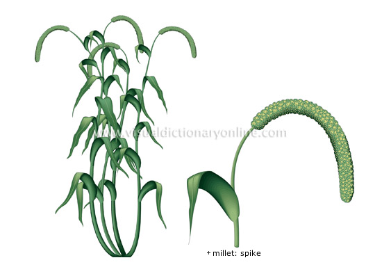 PLANTS & GARDENING :: PLANTS :: CEREALS :: MILLET image - Visual Dictionary  Online