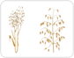 oats: panicle