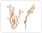 rice: panicle