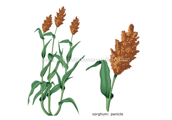 sorghum