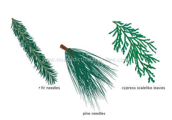 PLANTS & GARDENING :: PLANTS :: CONIFER :: EXAMPLES OF LEAVES image -  Visual Dictionary Online