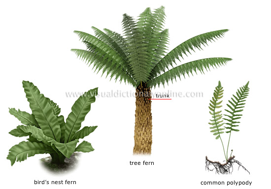 examples of ferns