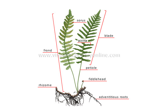structure of a fern
