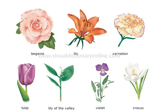 examples of flowers [1]