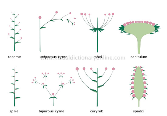 types of inflorescences